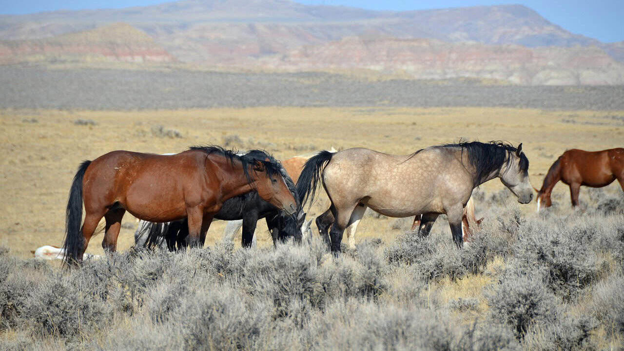 The Silent Language of Prey Animals The Silent Language of Prey Animals, Horses as Biofeedback Mechanisms, The Herd Hierarchy: Leadership Through Nonverbal Authority, Reading Micro-Expressions: The Subtle Cues of Equine Communication, Pressure and Release: The Foundation of Clear Communication, Energetic Awareness: The Invisible Dimension of Communication, Congruence: When Inside Matches Outside, Nonverbal Communication Across Species Boundaries, The Space Between: Proxemics and Boundaries, Timing and Rhythm: The Temporal Dimension of Communication, From Barn to Boardroom: Practical Applications
