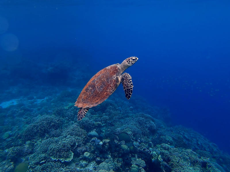 11. Hawksbill Turtle 15. Vaquita, 14. Javan Rhino, 13. Amur Leopard, 12. Sumatran Elephant, 11. Hawksbill Turtle, 10. Cross River Gorilla, 9. Kakapo, 8. Yangtze Giant Softshell Turtle, 7. Saola, 6. Northern White Rhino, 5. Sumatran Tiger, 4. Philippine Eagle, 3. Gharial, 2. African Forest Elephant, 1. Sunda Pangolin