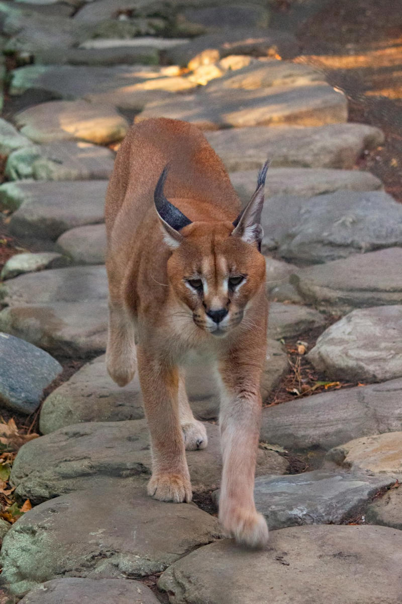 11. Eastern Cougar 12. Red Wolf, 11. Eastern Cougar, 10. Ivory-billed Woodpecker, 9. Passenger Pigeon, 8. Carolina Parakeet, 7. American Chestnut Moth, 6. Gray Wolf (Eastern U.S. Populations), 5. Eastern Elk, 4. Bachman’s Warbler, 3. Snowshoe Hare (Southern Range), 2. Allegheny Woodrat, 1. Rusty Patched Bumblebee (Forest Populations)