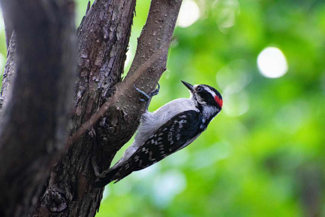 10. Ivory-billed Woodpecker 12. Red Wolf, 11. Eastern Cougar, 10. Ivory-billed Woodpecker, 9. Passenger Pigeon, 8. Carolina Parakeet, 7. American Chestnut Moth, 6. Gray Wolf (Eastern U.S. Populations), 5. Eastern Elk, 4. Bachman’s Warbler, 3. Snowshoe Hare (Southern Range), 2. Allegheny Woodrat, 1. Rusty Patched Bumblebee (Forest Populations)