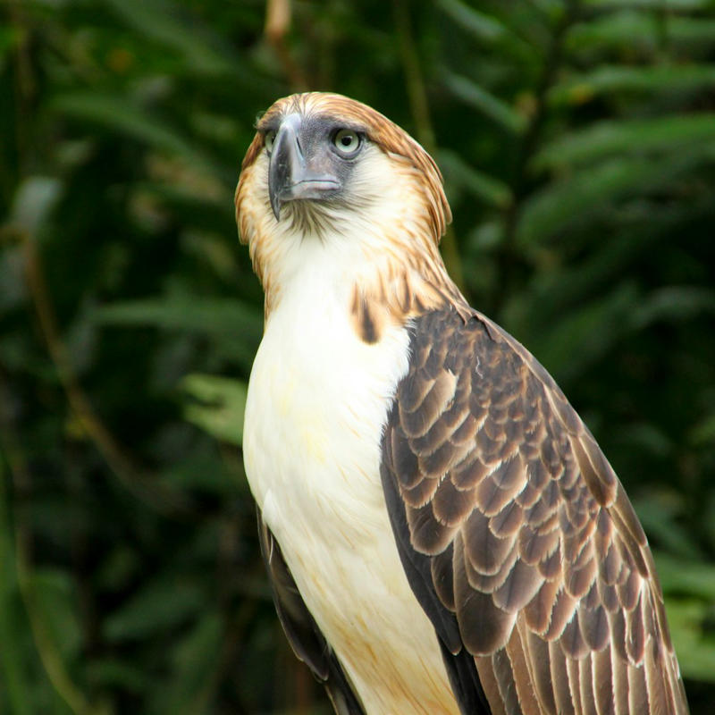 4. Philippine Eagle 15. Vaquita, 14. Javan Rhino, 13. Amur Leopard, 12. Sumatran Elephant, 11. Hawksbill Turtle, 10. Cross River Gorilla, 9. Kakapo, 8. Yangtze Giant Softshell Turtle, 7. Saola, 6. Northern White Rhino, 5. Sumatran Tiger, 4. Philippine Eagle, 3. Gharial, 2. African Forest Elephant, 1. Sunda Pangolin