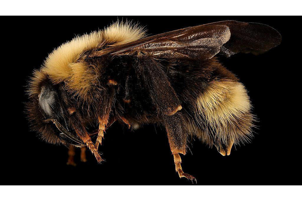1. Rusty Patched Bumblebee (Forest Populations) 12. Red Wolf, 11. Eastern Cougar, 10. Ivory-billed Woodpecker, 9. Passenger Pigeon, 8. Carolina Parakeet, 7. American Chestnut Moth, 6. Gray Wolf (Eastern U.S. Populations), 5. Eastern Elk, 4. Bachman’s Warbler, 3. Snowshoe Hare (Southern Range), 2. Allegheny Woodrat, 1. Rusty Patched Bumblebee (Forest Populations)