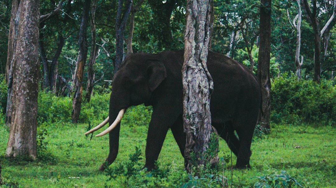 2. African Forest Elephant 15. Vaquita, 14. Javan Rhino, 13. Amur Leopard, 12. Sumatran Elephant, 11. Hawksbill Turtle, 10. Cross River Gorilla, 9. Kakapo, 8. Yangtze Giant Softshell Turtle, 7. Saola, 6. Northern White Rhino, 5. Sumatran Tiger, 4. Philippine Eagle, 3. Gharial, 2. African Forest Elephant, 1. Sunda Pangolin