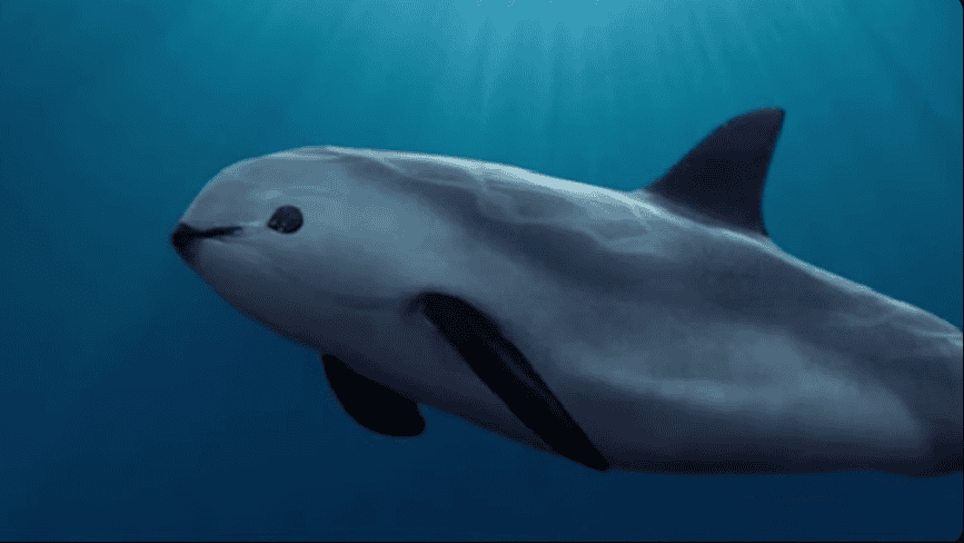 15 Animals on the Brink of Extinction 15. Vaquita, 14. Javan Rhino, 13. Amur Leopard, 12. Sumatran Elephant, 11. Hawksbill Turtle, 10. Cross River Gorilla, 9. Kakapo, 8. Yangtze Giant Softshell Turtle, 7. Saola, 6. Northern White Rhino, 5. Sumatran Tiger, 4. Philippine Eagle, 3. Gharial, 2. African Forest Elephant, 1. Sunda Pangolin