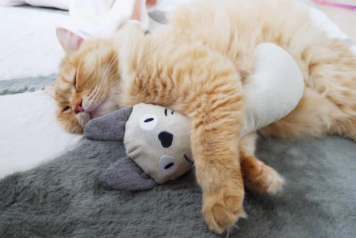 猫の『おもちゃ』は定期的に洗濯したほうがいい？, 猫おもちゃをメンテナンスすべき3つの理由, 1.清潔な状態を保つため, 2.誤飲やケガを防ぐため, 3.におい対策をするため, 猫おもちゃのお手入れポイント