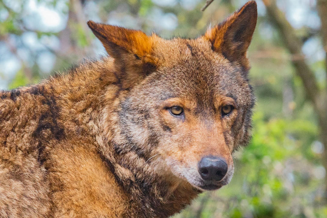 12. Red Wolf 12. Red Wolf, 11. Eastern Cougar, 10. Ivory-billed Woodpecker, 9. Passenger Pigeon, 8. Carolina Parakeet, 7. American Chestnut Moth, 6. Gray Wolf (Eastern U.S. Populations), 5. Eastern Elk, 4. Bachman’s Warbler, 3. Snowshoe Hare (Southern Range), 2. Allegheny Woodrat, 1. Rusty Patched Bumblebee (Forest Populations)