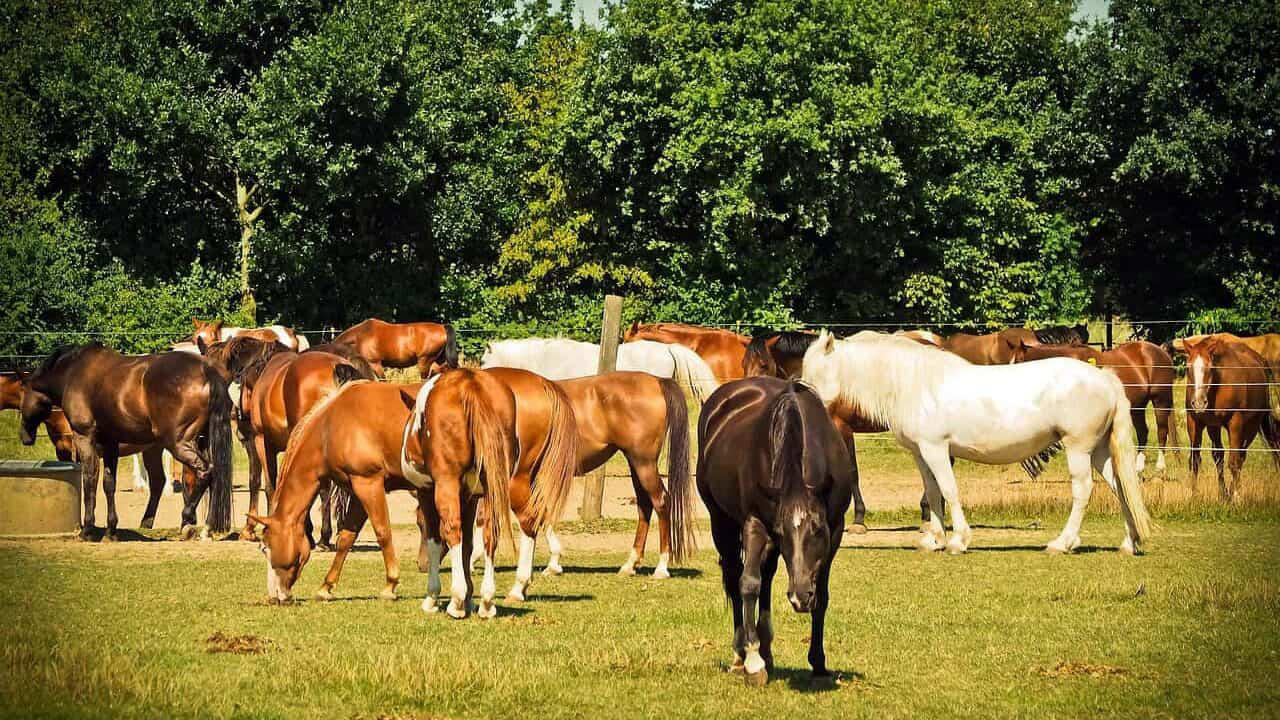 The Herd Hierarchy: Leadership Through Nonverbal Authority The Silent Language of Prey Animals, Horses as Biofeedback Mechanisms, The Herd Hierarchy: Leadership Through Nonverbal Authority, Reading Micro-Expressions: The Subtle Cues of Equine Communication, Pressure and Release: The Foundation of Clear Communication, Energetic Awareness: The Invisible Dimension of Communication, Congruence: When Inside Matches Outside, Nonverbal Communication Across Species Boundaries, The Space Between: Proxemics and Boundaries, Timing and Rhythm: The Temporal Dimension of Communication, From Barn to Boardroom: Practical Applications