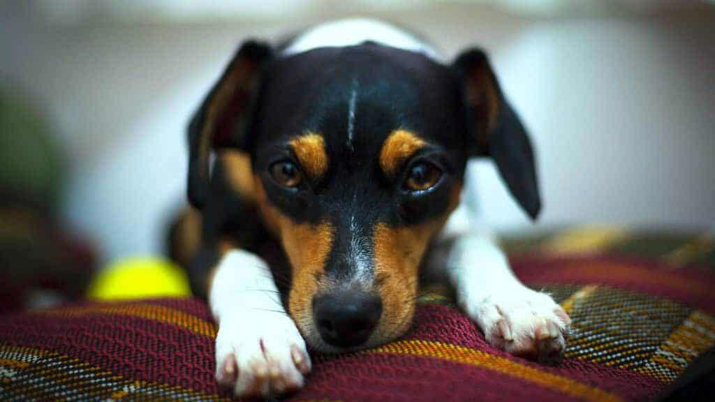 Understanding Why Pets Fear Fireworks Understanding Why Pets Fear Fireworks, Create a Safe Space Indoors, Keep Pets Indoors and Secure, Exercise Earlier in the Day, Use Calming Aids and Products, Maintain Normal Routines, Desensitization and Counter-Conditioning, Special Considerations for Other Pets, Recognize Signs of Distress, Plan Ahead for Known Fireworks Events, Appropriate Comfort and Reassurance