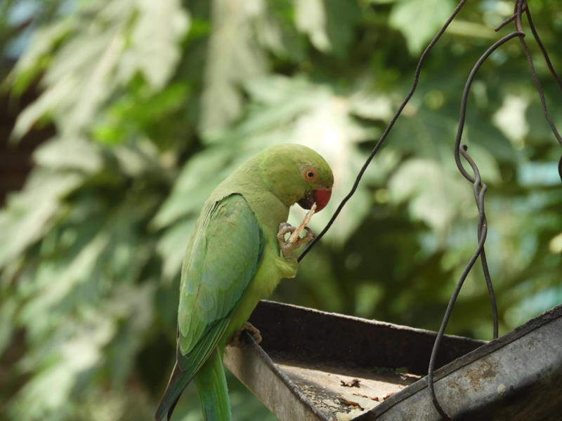 8. Carolina Parakeet 12. Red Wolf, 11. Eastern Cougar, 10. Ivory-billed Woodpecker, 9. Passenger Pigeon, 8. Carolina Parakeet, 7. American Chestnut Moth, 6. Gray Wolf (Eastern U.S. Populations), 5. Eastern Elk, 4. Bachman’s Warbler, 3. Snowshoe Hare (Southern Range), 2. Allegheny Woodrat, 1. Rusty Patched Bumblebee (Forest Populations)