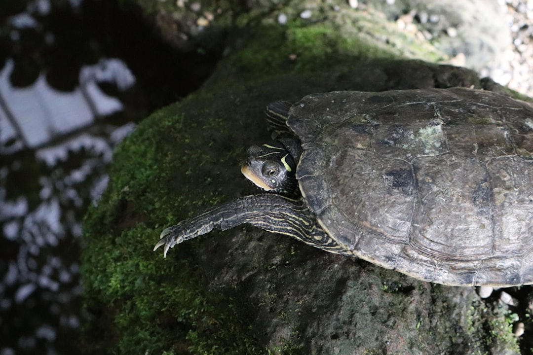 8. Yangtze Giant Softshell Turtle 15. Vaquita, 14. Javan Rhino, 13. Amur Leopard, 12. Sumatran Elephant, 11. Hawksbill Turtle, 10. Cross River Gorilla, 9. Kakapo, 8. Yangtze Giant Softshell Turtle, 7. Saola, 6. Northern White Rhino, 5. Sumatran Tiger, 4. Philippine Eagle, 3. Gharial, 2. African Forest Elephant, 1. Sunda Pangolin