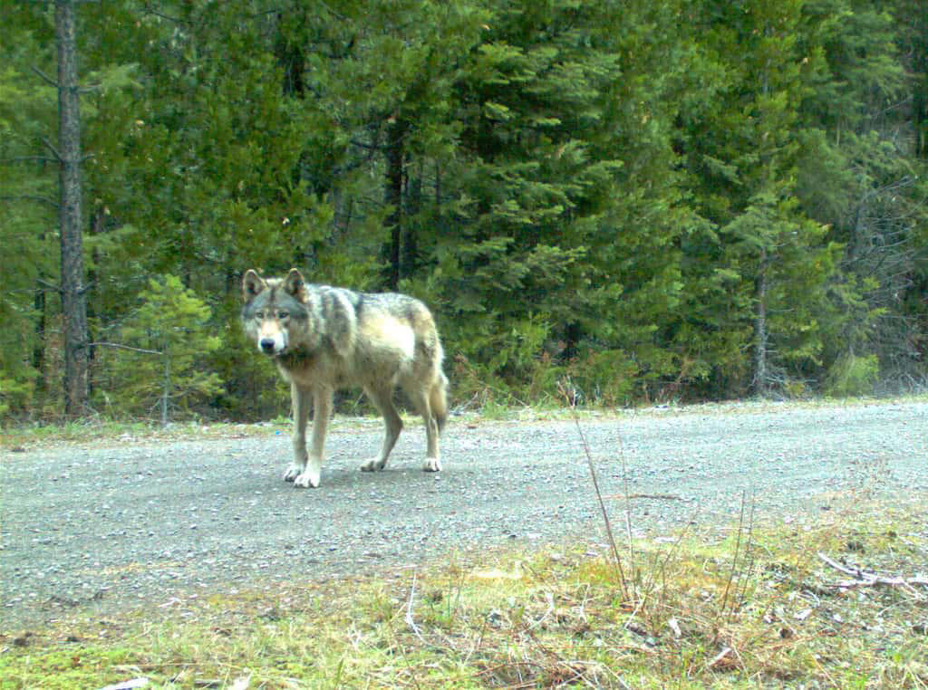 6. Gray Wolf (Eastern U.S. Populations) 12. Red Wolf, 11. Eastern Cougar, 10. Ivory-billed Woodpecker, 9. Passenger Pigeon, 8. Carolina Parakeet, 7. American Chestnut Moth, 6. Gray Wolf (Eastern U.S. Populations), 5. Eastern Elk, 4. Bachman’s Warbler, 3. Snowshoe Hare (Southern Range), 2. Allegheny Woodrat, 1. Rusty Patched Bumblebee (Forest Populations)