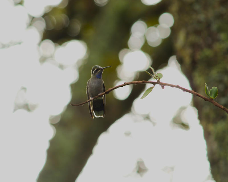 4. Bachman’s Warbler 12. Red Wolf, 11. Eastern Cougar, 10. Ivory-billed Woodpecker, 9. Passenger Pigeon, 8. Carolina Parakeet, 7. American Chestnut Moth, 6. Gray Wolf (Eastern U.S. Populations), 5. Eastern Elk, 4. Bachman’s Warbler, 3. Snowshoe Hare (Southern Range), 2. Allegheny Woodrat, 1. Rusty Patched Bumblebee (Forest Populations)