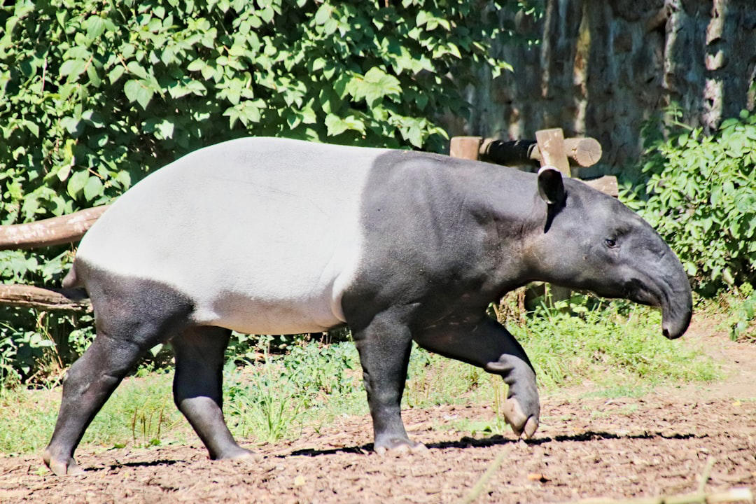 6. Northern White Rhino 15. Vaquita, 14. Javan Rhino, 13. Amur Leopard, 12. Sumatran Elephant, 11. Hawksbill Turtle, 10. Cross River Gorilla, 9. Kakapo, 8. Yangtze Giant Softshell Turtle, 7. Saola, 6. Northern White Rhino, 5. Sumatran Tiger, 4. Philippine Eagle, 3. Gharial, 2. African Forest Elephant, 1. Sunda Pangolin