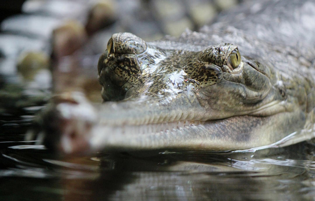 3. Gharial 15. Vaquita, 14. Javan Rhino, 13. Amur Leopard, 12. Sumatran Elephant, 11. Hawksbill Turtle, 10. Cross River Gorilla, 9. Kakapo, 8. Yangtze Giant Softshell Turtle, 7. Saola, 6. Northern White Rhino, 5. Sumatran Tiger, 4. Philippine Eagle, 3. Gharial, 2. African Forest Elephant, 1. Sunda Pangolin