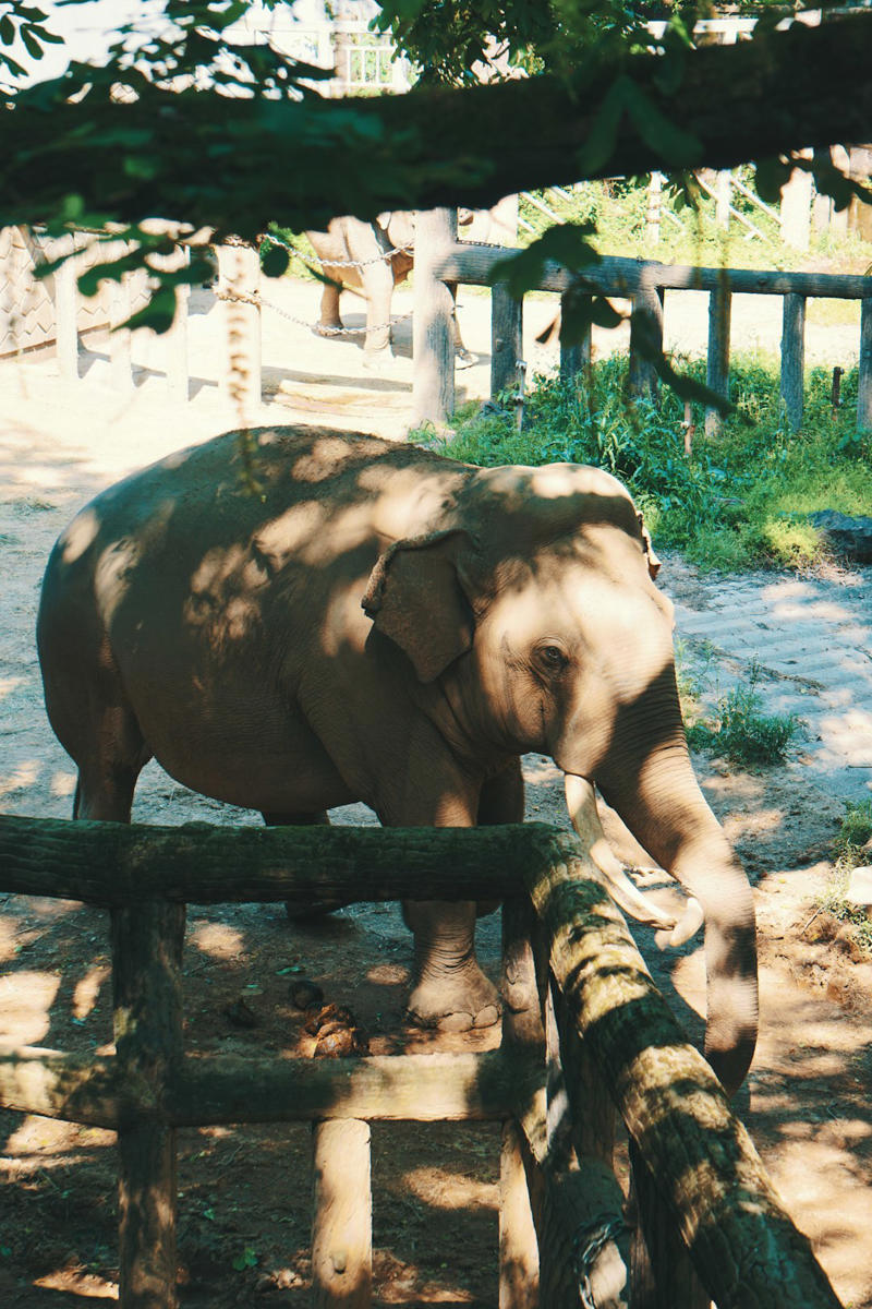12. Sumatran Elephant 15. Vaquita, 14. Javan Rhino, 13. Amur Leopard, 12. Sumatran Elephant, 11. Hawksbill Turtle, 10. Cross River Gorilla, 9. Kakapo, 8. Yangtze Giant Softshell Turtle, 7. Saola, 6. Northern White Rhino, 5. Sumatran Tiger, 4. Philippine Eagle, 3. Gharial, 2. African Forest Elephant, 1. Sunda Pangolin