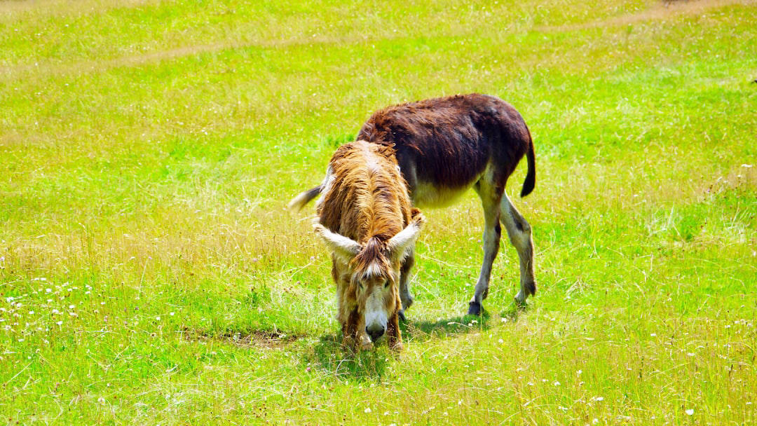 5. Eastern Elk 12. Red Wolf, 11. Eastern Cougar, 10. Ivory-billed Woodpecker, 9. Passenger Pigeon, 8. Carolina Parakeet, 7. American Chestnut Moth, 6. Gray Wolf (Eastern U.S. Populations), 5. Eastern Elk, 4. Bachman’s Warbler, 3. Snowshoe Hare (Southern Range), 2. Allegheny Woodrat, 1. Rusty Patched Bumblebee (Forest Populations)
