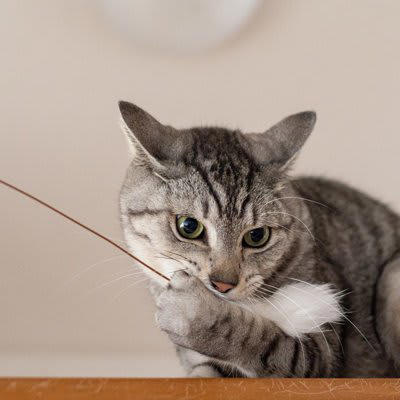 猫の『おもちゃ』は定期的に洗濯したほうがいい？, 猫おもちゃをメンテナンスすべき3つの理由, 1.清潔な状態を保つため, 2.誤飲やケガを防ぐため, 3.におい対策をするため, 猫おもちゃのお手入れポイント