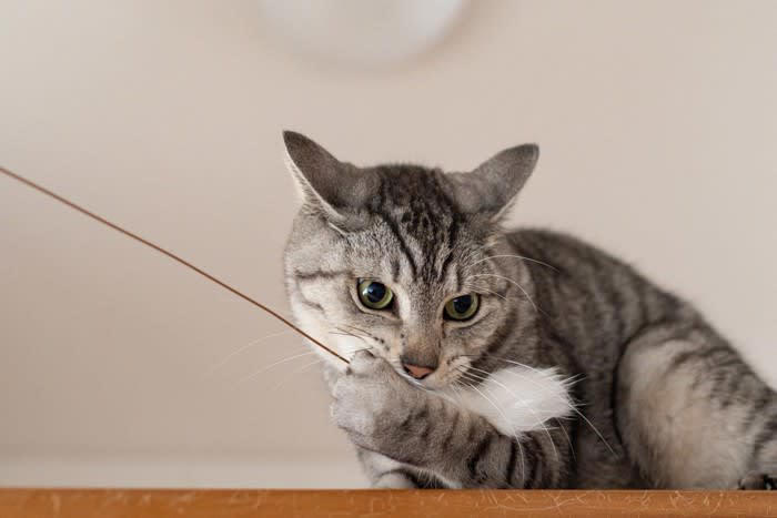 猫の『おもちゃ』は定期的に洗濯したほうがいい？, 猫おもちゃをメンテナンスすべき3つの理由, 1.清潔な状態を保つため, 2.誤飲やケガを防ぐため, 3.におい対策をするため, 猫おもちゃのお手入れポイント