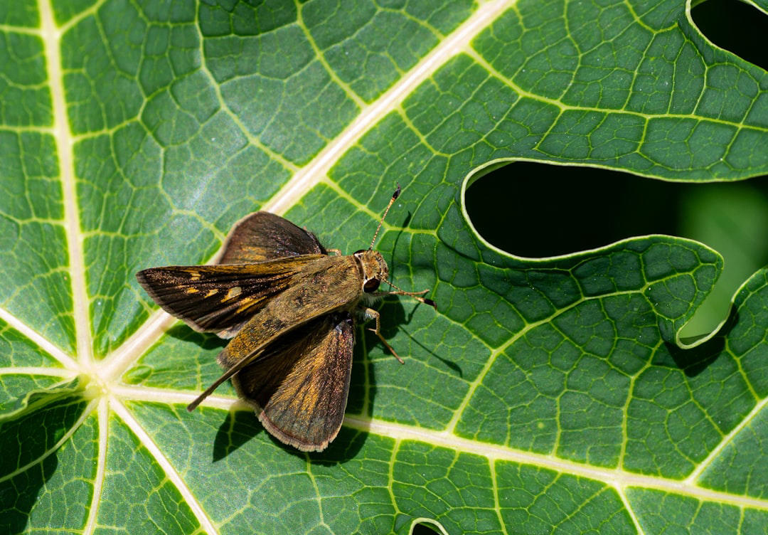7. American Chestnut Moth 12. Red Wolf, 11. Eastern Cougar, 10. Ivory-billed Woodpecker, 9. Passenger Pigeon, 8. Carolina Parakeet, 7. American Chestnut Moth, 6. Gray Wolf (Eastern U.S. Populations), 5. Eastern Elk, 4. Bachman’s Warbler, 3. Snowshoe Hare (Southern Range), 2. Allegheny Woodrat, 1. Rusty Patched Bumblebee (Forest Populations)