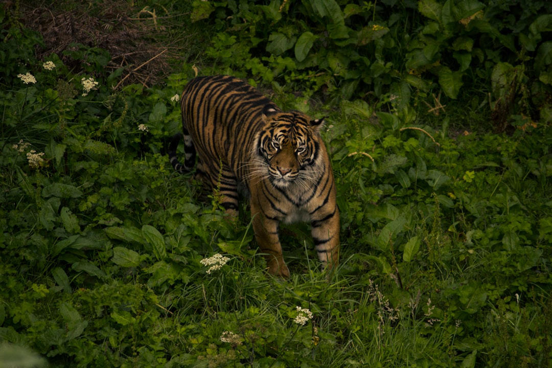 5. Sumatran Tiger 15. Vaquita, 14. Javan Rhino, 13. Amur Leopard, 12. Sumatran Elephant, 11. Hawksbill Turtle, 10. Cross River Gorilla, 9. Kakapo, 8. Yangtze Giant Softshell Turtle, 7. Saola, 6. Northern White Rhino, 5. Sumatran Tiger, 4. Philippine Eagle, 3. Gharial, 2. African Forest Elephant, 1. Sunda Pangolin