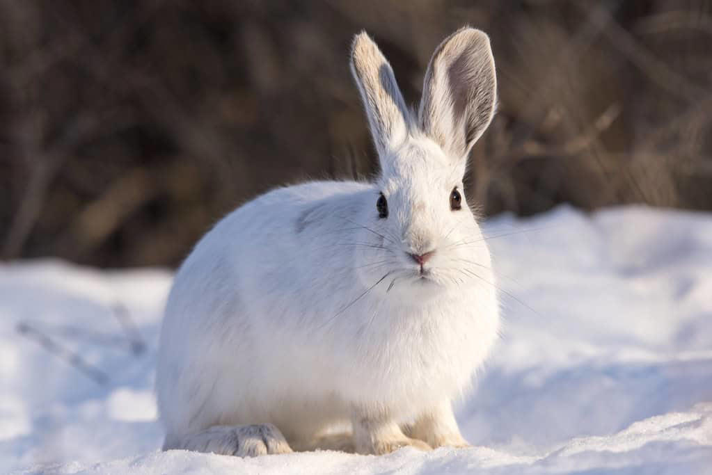 3. Snowshoe Hare (Southern Range) 12. Red Wolf, 11. Eastern Cougar, 10. Ivory-billed Woodpecker, 9. Passenger Pigeon, 8. Carolina Parakeet, 7. American Chestnut Moth, 6. Gray Wolf (Eastern U.S. Populations), 5. Eastern Elk, 4. Bachman’s Warbler, 3. Snowshoe Hare (Southern Range), 2. Allegheny Woodrat, 1. Rusty Patched Bumblebee (Forest Populations)