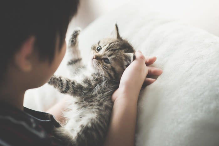 猫の性格は育て方で変わる？, フレンドリーな猫に育てるための5つの心得, 1.子猫期からたくさん触れ合う, 2.優しく、安心できる声や動きで接する, 3.無理に触らず、自分から来るのを待つ, 4.短時間でも毎日コミュニケーションをとる, 5.家族以外の人や音にも少しずつ慣れさせる, 人馴れしている猫のメリットとは？, 通院や介護がしやすい, 災害時や避難時のストレスが少ない, 家族との絆が深まりやすい, 問題行動が起きにくい