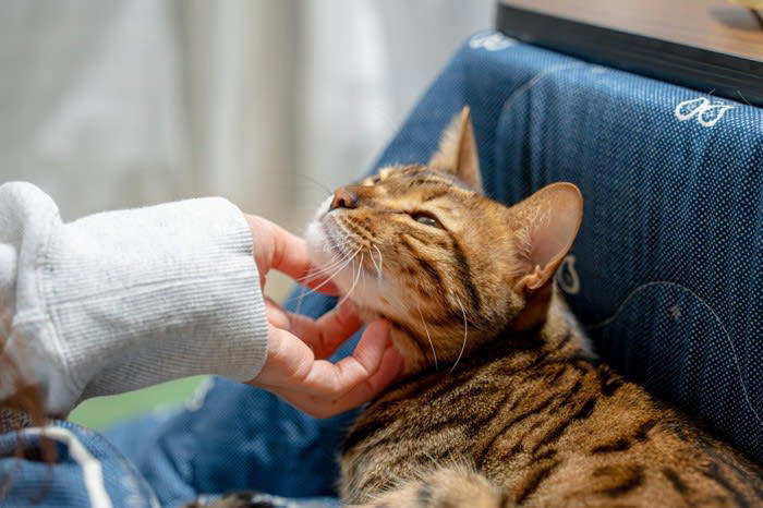 猫の性格は育て方で変わる？, フレンドリーな猫に育てるための5つの心得, 1.子猫期からたくさん触れ合う, 2.優しく、安心できる声や動きで接する, 3.無理に触らず、自分から来るのを待つ, 4.短時間でも毎日コミュニケーションをとる, 5.家族以外の人や音にも少しずつ慣れさせる, 人馴れしている猫のメリットとは？, 通院や介護がしやすい, 災害時や避難時のストレスが少ない, 家族との絆が深まりやすい, 問題行動が起きにくい