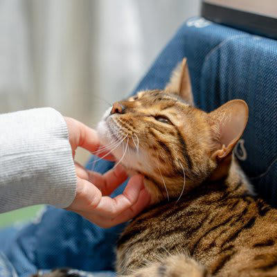 猫の性格は育て方で変わる？, フレンドリーな猫に育てるための5つの心得, 1.子猫期からたくさん触れ合う, 2.優しく、安心できる声や動きで接する, 3.無理に触らず、自分から来るのを待つ, 4.短時間でも毎日コミュニケーションをとる, 5.家族以外の人や音にも少しずつ慣れさせる, 人馴れしている猫のメリットとは？, 通院や介護がしやすい, 災害時や避難時のストレスが少ない, 家族との絆が深まりやすい, 問題行動が起きにくい