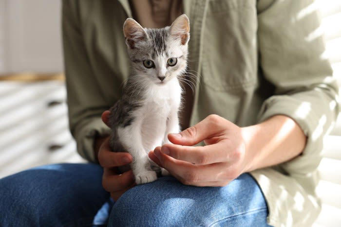 猫の性格は育て方で変わる？, フレンドリーな猫に育てるための5つの心得, 1.子猫期からたくさん触れ合う, 2.優しく、安心できる声や動きで接する, 3.無理に触らず、自分から来るのを待つ, 4.短時間でも毎日コミュニケーションをとる, 5.家族以外の人や音にも少しずつ慣れさせる, 人馴れしている猫のメリットとは？, 通院や介護がしやすい, 災害時や避難時のストレスが少ない, 家族との絆が深まりやすい, 問題行動が起きにくい