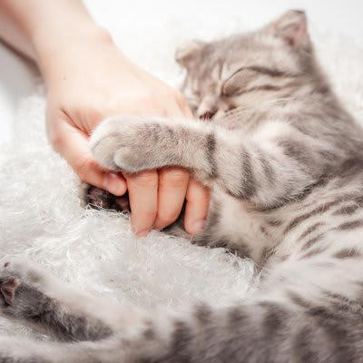 1.飼い主の気持ちに寄り添う, 2.嫌なことをされても信頼を失わない, 3.叱られても「脅された」と感じない, 4.長時間の留守番でも心が安定している, 5.適度に遊び心がある
