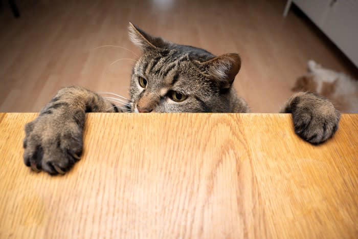 1.飼い主の気持ちに寄り添う, 2.嫌なことをされても信頼を失わない, 3.叱られても「脅された」と感じない, 4.長時間の留守番でも心が安定している, 5.適度に遊び心がある