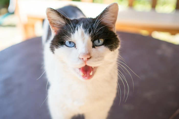 猫に「赤ちゃん言葉」で話しかける4つのメリット, 1.安心感を与える, 3.ストレスの軽減, 上手な「赤ちゃん言葉」の話し方