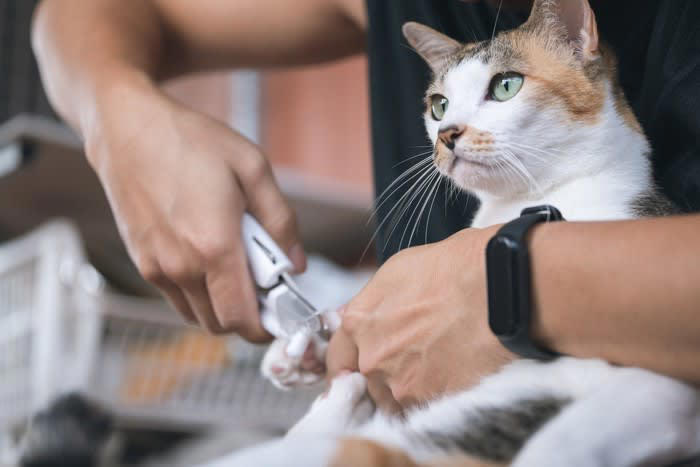 1.飼い主の気持ちに寄り添う, 2.嫌なことをされても信頼を失わない, 3.叱られても「脅された」と感じない, 4.長時間の留守番でも心が安定している, 5.適度に遊び心がある