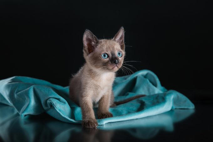 American shorthair, Japanese bobtail, Siberian, Maine coon, British shorthair, Norwegian forest cat, Abyssinian, Tonkinese, Turkish Van, Turkish angora, About the experts, Why trust us, Sources: