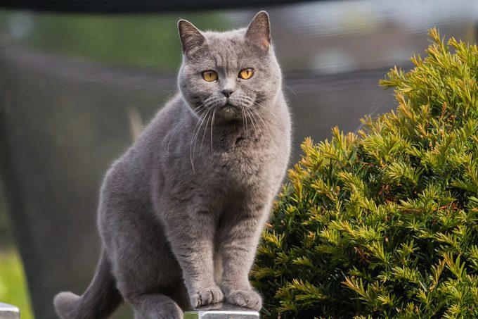 American shorthair, Japanese bobtail, Siberian, Maine coon, British shorthair, Norwegian forest cat, Abyssinian, Tonkinese, Turkish Van, Turkish angora, About the experts, Why trust us, Sources: