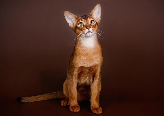 American shorthair, Japanese bobtail, Siberian, Maine coon, British shorthair, Norwegian forest cat, Abyssinian, Tonkinese, Turkish Van, Turkish angora, About the experts, Why trust us, Sources: