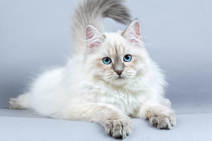 American shorthair, Japanese bobtail, Siberian, Maine coon, British shorthair, Norwegian forest cat, Abyssinian, Tonkinese, Turkish Van, Turkish angora, About the experts, Why trust us, Sources: