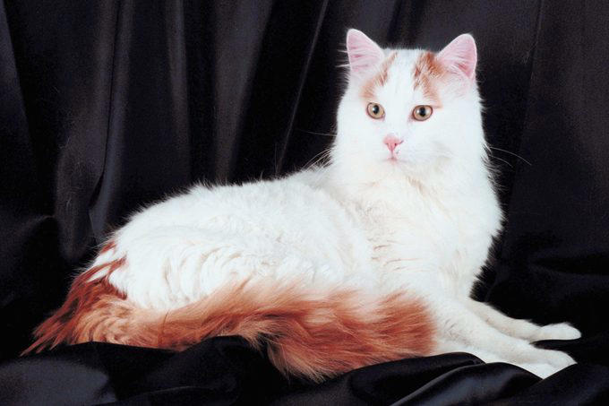 American shorthair, Japanese bobtail, Siberian, Maine coon, British shorthair, Norwegian forest cat, Abyssinian, Tonkinese, Turkish Van, Turkish angora, About the experts, Why trust us, Sources: