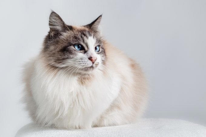 American shorthair, Japanese bobtail, Siberian, Maine coon, British shorthair, Norwegian forest cat, Abyssinian, Tonkinese, Turkish Van, Turkish angora, About the experts, Why trust us, Sources: