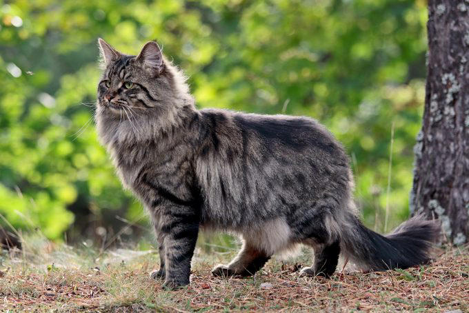 American shorthair, Japanese bobtail, Siberian, Maine coon, British shorthair, Norwegian forest cat, Abyssinian, Tonkinese, Turkish Van, Turkish angora, About the experts, Why trust us, Sources: