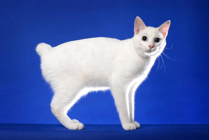 American shorthair, Japanese bobtail, Siberian, Maine coon, British shorthair, Norwegian forest cat, Abyssinian, Tonkinese, Turkish Van, Turkish angora, About the experts, Why trust us, Sources: