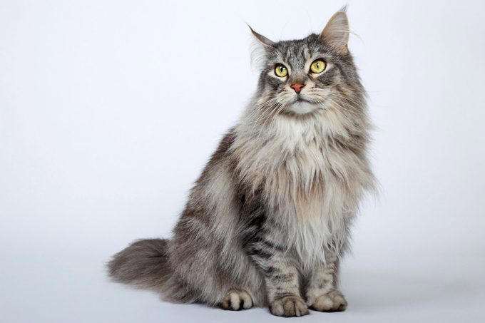 American shorthair, Japanese bobtail, Siberian, Maine coon, British shorthair, Norwegian forest cat, Abyssinian, Tonkinese, Turkish Van, Turkish angora, About the experts, Why trust us, Sources: