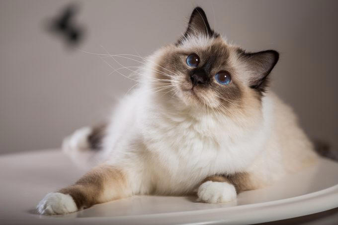 American shorthair, Japanese bobtail, Siberian, Maine coon, British shorthair, Norwegian forest cat, Abyssinian, Tonkinese, Turkish Van, Turkish angora, About the experts, Why trust us, Sources:
