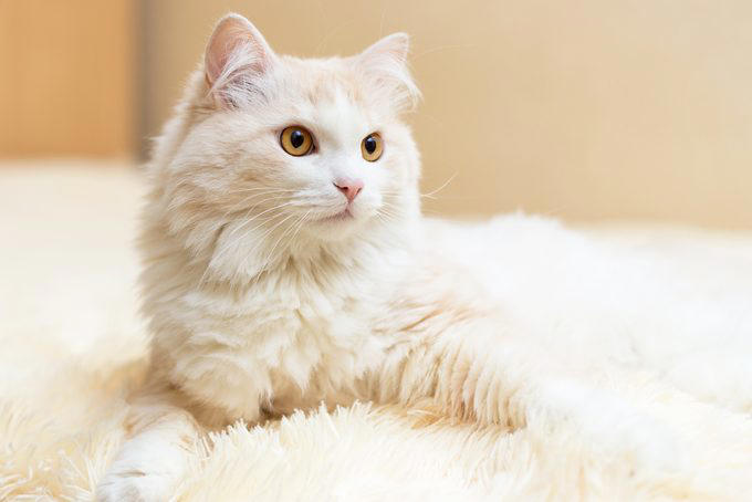 American shorthair, Japanese bobtail, Siberian, Maine coon, British shorthair, Norwegian forest cat, Abyssinian, Tonkinese, Turkish Van, Turkish angora, About the experts, Why trust us, Sources: