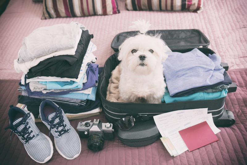 Separation anxiety, They get unused to you, Seeing the suitcase come out, They can sense it, How do they learn?, They know when you're going on vacation, Urinating where they shouldn't, They want to stay in bed, Aggressive behavior, Help them avoid anxiety, Introduce your pet to the suitcase, Leave behind a scented item, Make sure they have their favorite toys and treats, Boarding facilities, At your home