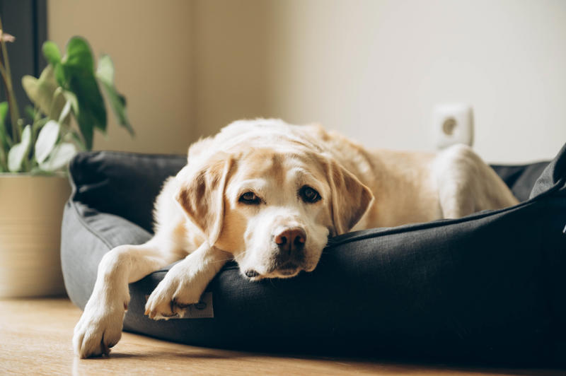 Separation anxiety, They get unused to you, Seeing the suitcase come out, They can sense it, How do they learn?, They know when you're going on vacation, Urinating where they shouldn't, They want to stay in bed, Aggressive behavior, Help them avoid anxiety, Introduce your pet to the suitcase, Leave behind a scented item, Make sure they have their favorite toys and treats, Boarding facilities, At your home