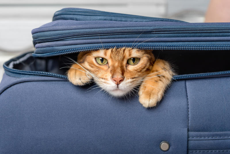 Separation anxiety, They get unused to you, Seeing the suitcase come out, They can sense it, How do they learn?, They know when you're going on vacation, Urinating where they shouldn't, They want to stay in bed, Aggressive behavior, Help them avoid anxiety, Introduce your pet to the suitcase, Leave behind a scented item, Make sure they have their favorite toys and treats, Boarding facilities, At your home