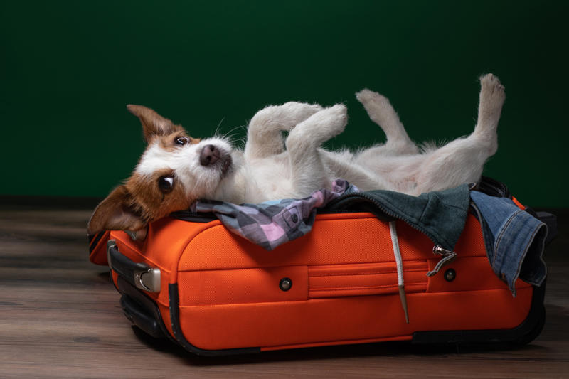 Separation anxiety, They get unused to you, Seeing the suitcase come out, They can sense it, How do they learn?, They know when you're going on vacation, Urinating where they shouldn't, They want to stay in bed, Aggressive behavior, Help them avoid anxiety, Introduce your pet to the suitcase, Leave behind a scented item, Make sure they have their favorite toys and treats, Boarding facilities, At your home