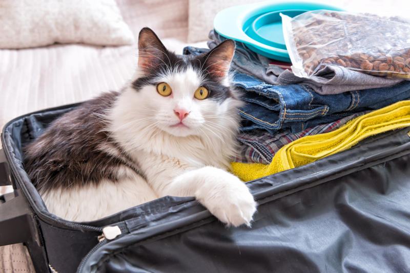 Separation anxiety, They get unused to you, Seeing the suitcase come out, They can sense it, How do they learn?, They know when you're going on vacation, Urinating where they shouldn't, They want to stay in bed, Aggressive behavior, Help them avoid anxiety, Introduce your pet to the suitcase, Leave behind a scented item, Make sure they have their favorite toys and treats, Boarding facilities, At your home