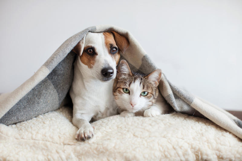 Separation anxiety, They get unused to you, Seeing the suitcase come out, They can sense it, How do they learn?, They know when you're going on vacation, Urinating where they shouldn't, They want to stay in bed, Aggressive behavior, Help them avoid anxiety, Introduce your pet to the suitcase, Leave behind a scented item, Make sure they have their favorite toys and treats, Boarding facilities, At your home